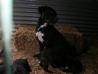 cucciolata cane corso